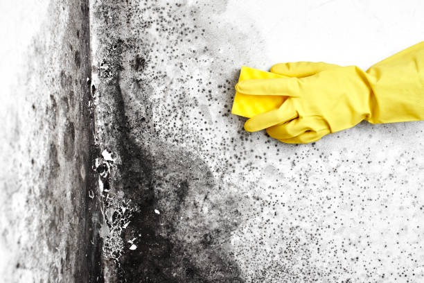 Best Health and Safety Mold Remediation in Hugoton, KS